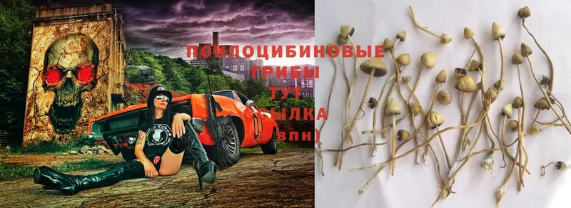 Псилоцибиновые грибы Psilocybe  Жирновск 